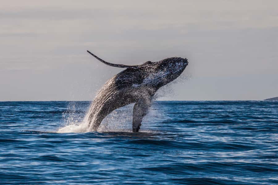 Whale Watch Sail Ma'alaea - Marine Naturalist Commentary: Why the Learning Part Matters