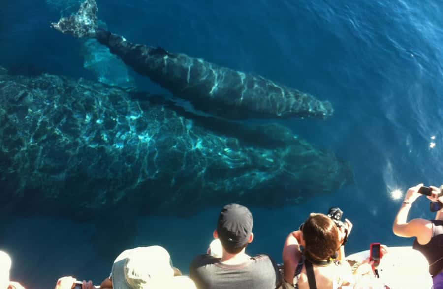 Whale Watch Sail Ma'alaea - Whale Songs Through Underwater Hydrophones