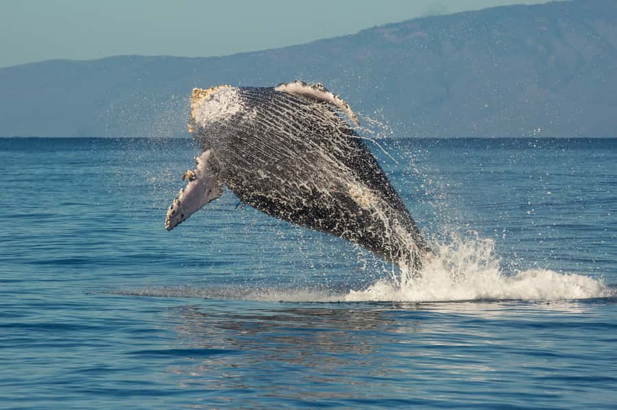Whale Watch Sail Ma'alaea - Kids on Board: The Junior Naturalist Program