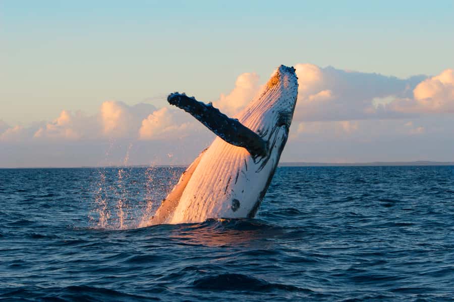Whale Watch Sail Ma'alaea - Ocean Spirit Sailing Vessel: Comfort, Flow, and What’s Included