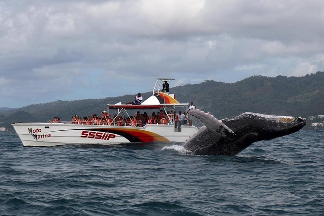 Whale watch tour from Santo Domingo with Bacardi Island and lunch included - Key Highlights Worth Packing Your Patience For