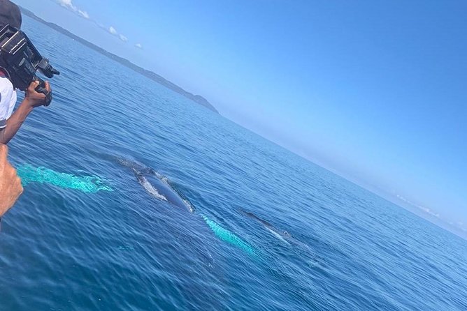 Whale watch tour from Santo Domingo with Bacardi Island and lunch included - Price and What Makes It Feel Like Value