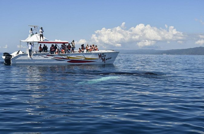 Whale watch tour from Santo Domingo with Bacardi Island and lunch included - Stop 1: Santa Bárbara de Samaná—A Town Stop That Helps You Reset