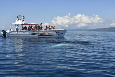Whale watch tour from Santo Domingo with Bacardi Island and lunch included - Leaving Santo Domingo: The 5:30 a.m. Game Plan
