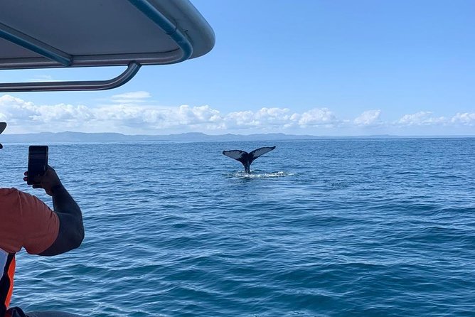 Whale watch tour from Santo Domingo with Bacardi Island and lunch included - Stop 2: Samaná Bay Boat Time—The Part Where You Need Flexible Expectations