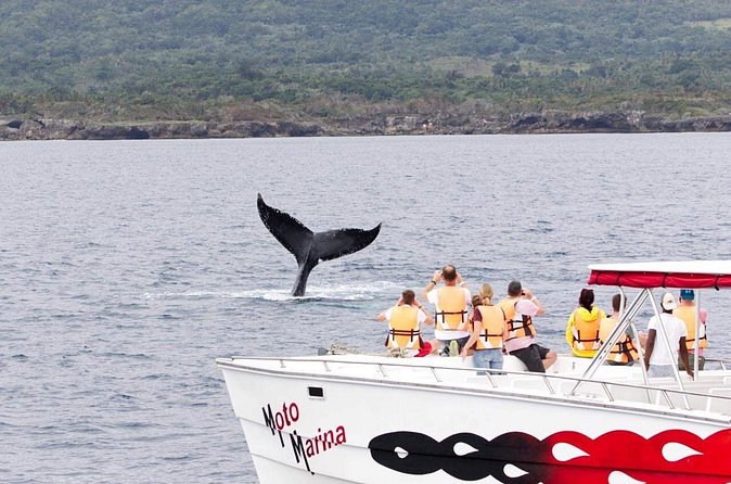 Whale watch tour from Santo Domingo with Bacardi Island and lunch included - Stop 3: Cayo Levantado (Bacardi Island)—Lunch, Sea Views, and a Beach Reset