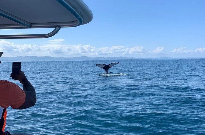 Whale watch tour from Santo Domingo with Bacardi Island and lunch included - Transportation, Tickets, and the Human Side (This Is Where You Feel the Care)