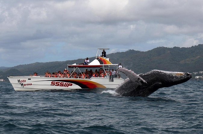 Whale watch tour from Santo Domingo with Bacardi Island and lunch included - What to Watch For: The Only “Risk” That Actually Matters