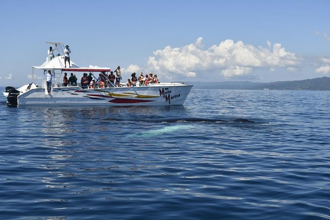 Whale watch tour from Santo Domingo with Bacardi Island and lunch included - Leaving Santo Domingo: The 5:30 a.m. Game Plan