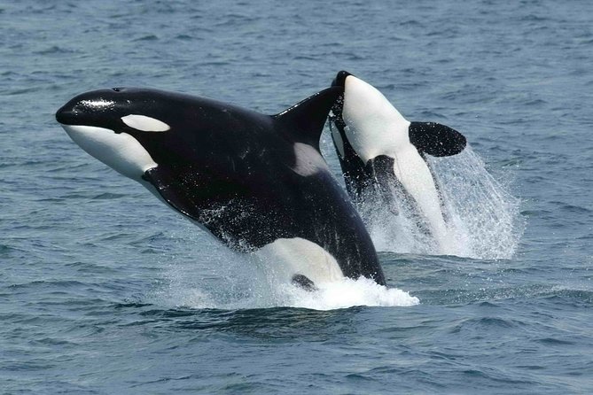 Whale Watching - Sailing the Strait of Gibraltar: the setting that makes this work