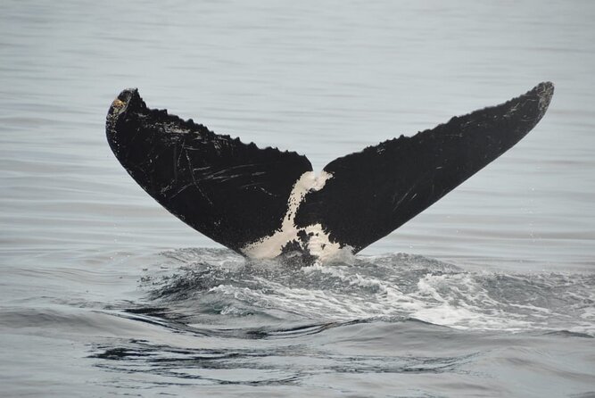 Whale watching 3 hours in Puerto Vallarta - Key highlights you’ll actually feel