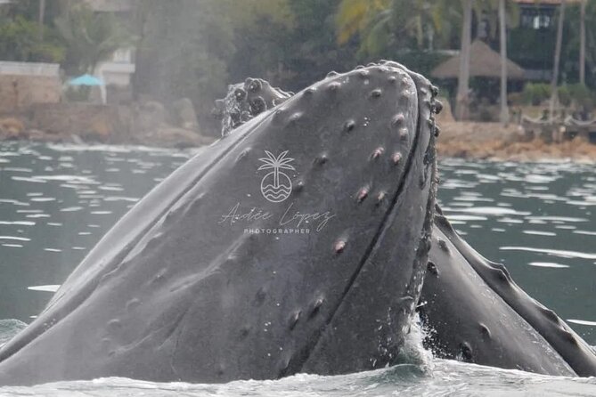 Whale watching 3 hours in Puerto Vallarta - The boat experience: roofed comfort, small-group focus