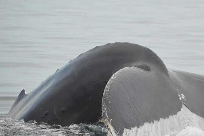 Whale watching 3 hours in Puerto Vallarta - The timing problem: why your “3 hours” may feel shorter