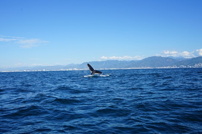 Whale watching 3 hours in Puerto Vallarta - Bottled water and the “small comfort” checks