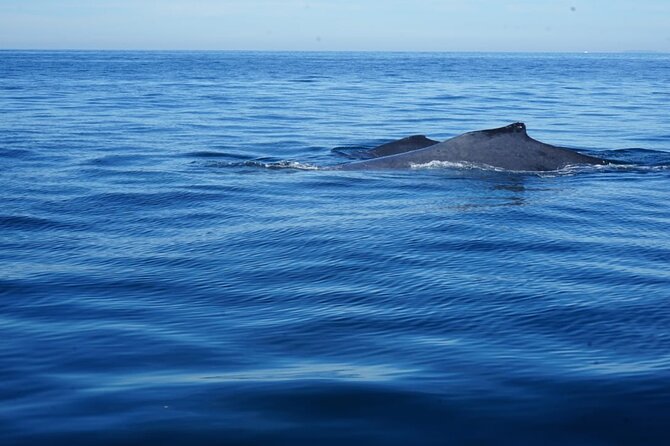 Whale watching 3 hours in Puerto Vallarta - Port tax: the extra fee you should expect at the dock