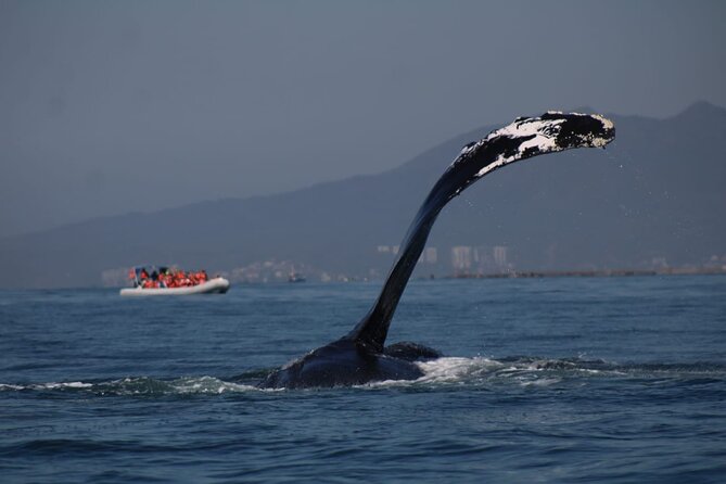 Whale watching 3 hours in Puerto Vallarta - Los Arcos swim or snorkel time: dress like it might happen