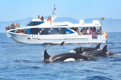 Whale watching - Key highlights to know before you go