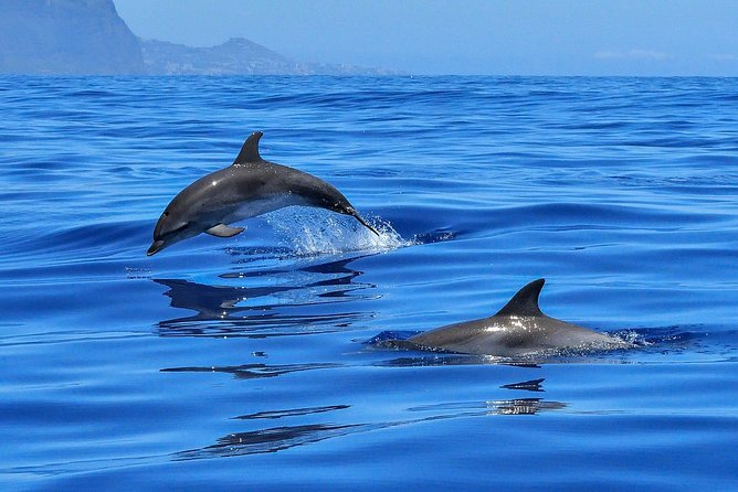 Whale Watching - Comfort on a windy sea: what to bring and what helps