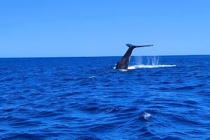 Whale watching 6 people half day - Key Points You’ll Care About in Moorea