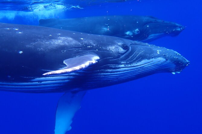 Whale watching 6 people half day - Small-Group Whale Time in Moorea: What This Half Day Really Is