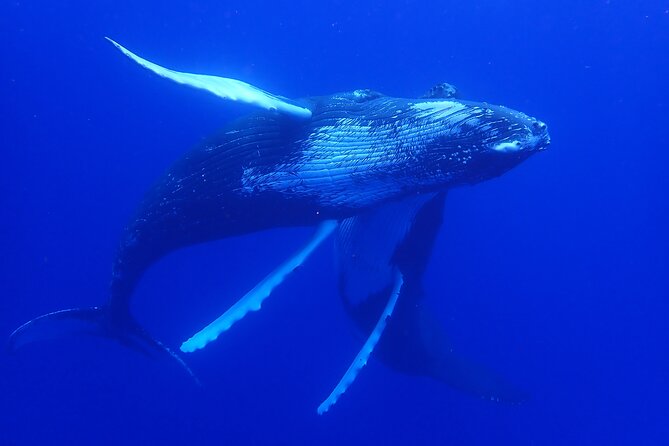 Whale watching 6 people half day - Weather, Waves, and Seasickness: How to Plan Like a Local
