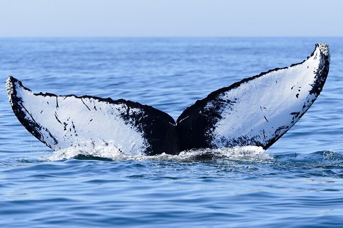 Whale watching 6 people half day - Who This Trip Fits Best