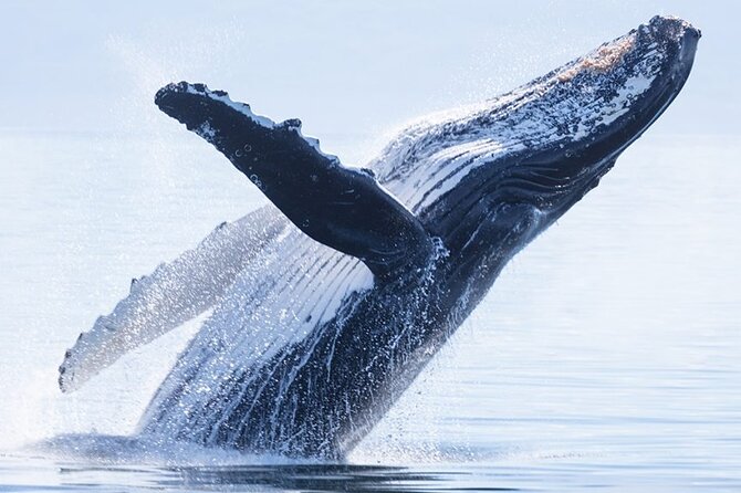 Whale watching 6 people half day - Finding Humpbacks: Singing Males, Calves, and Social Chaos (In a Good Way)