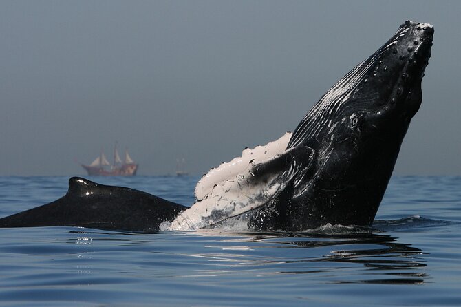 Whale Watching - What Responsible Watching Looks Like: Semarnat Rules in Real Life
