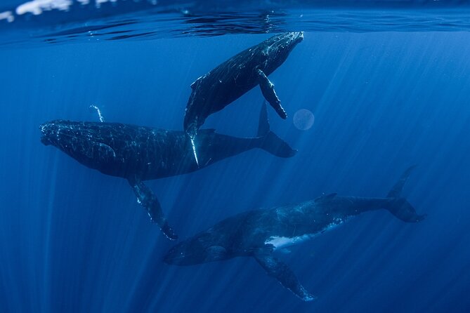 Whale Watching Activity - Key things I’d plan around before you go