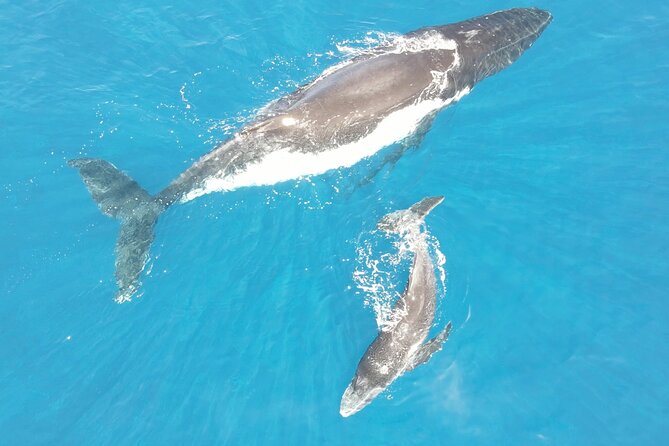 Whale Watching Activity - Tahiti Humpback Season: When the whales show up