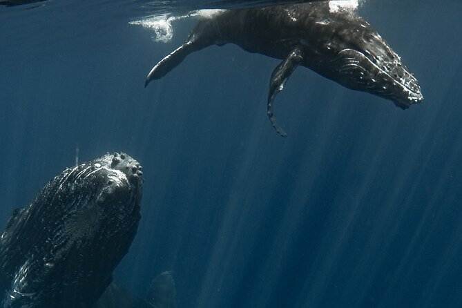 Whale Watching Activity - The tiny-group format: What 6 in the water really changes