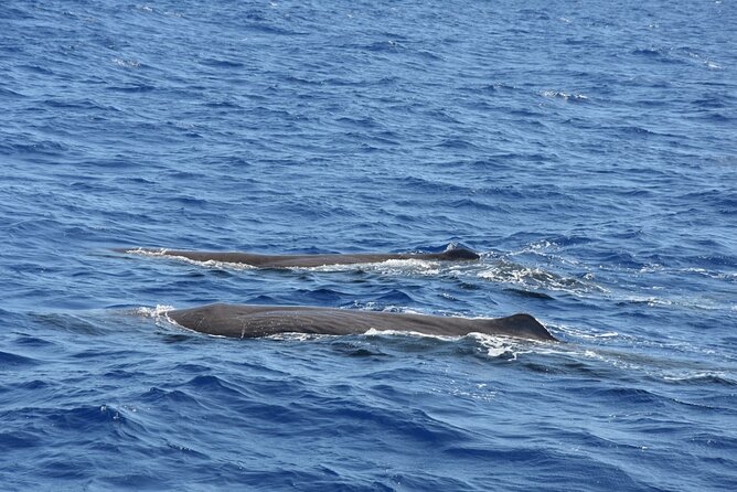 Whale Watching Activity in North Coast - Key things that make this whale watch worth your time