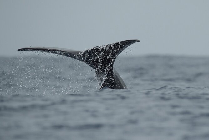 Whale Watching Activity in North Coast - Rabo de Peixe morning: how this north-coast trip feels