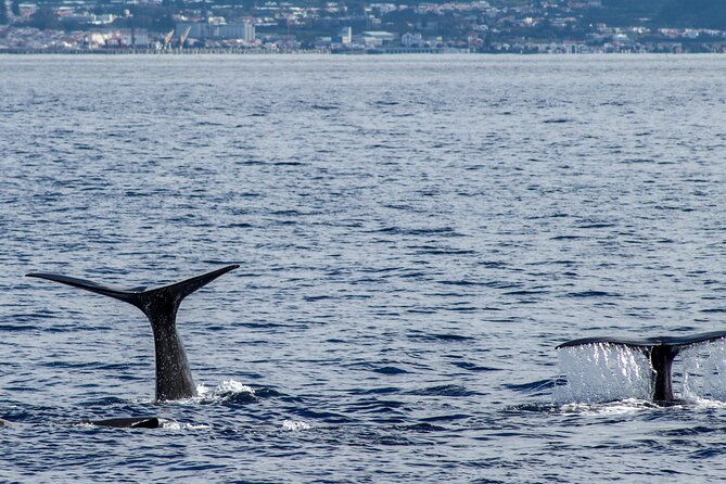Whale Watching Activity in North Coast - Reading the sea: why the north coast “authentic adventure” matters