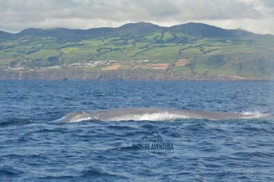 Whale Watching Activity in North Coast - Where the tour starts (and how to get your bearings fast)