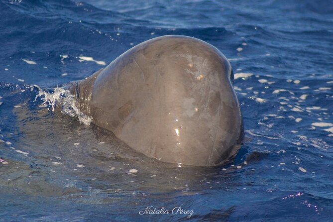 Whale Watching Activity in North Coast - The guide and the marine talk you can use
