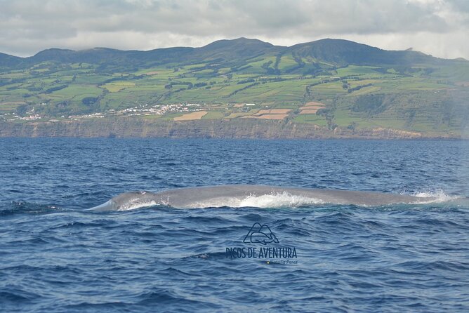 Whale Watching Activity in North Coast - Where the tour starts (and how to get your bearings fast)