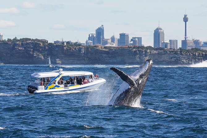 Whale Watching Adventure Cruise - Key highlights worth knowing