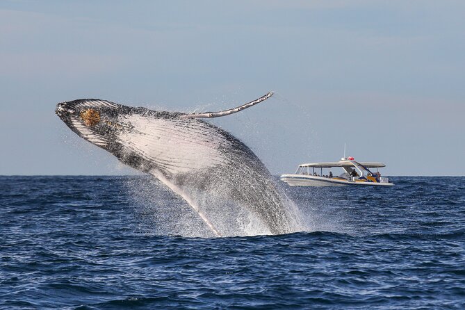 Whale Watching Adventure Cruise - Small 27-Passenger Boat Equals Better Sighting Chances