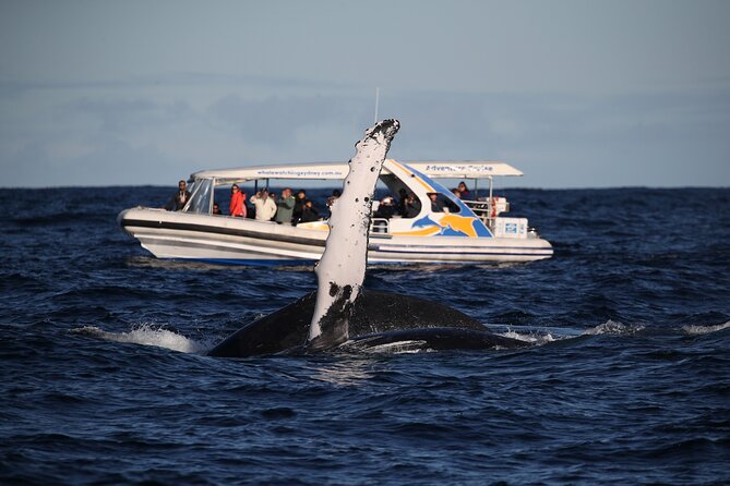 Whale Watching Adventure Cruise - How the 2.5 Hours Play Out on the Water