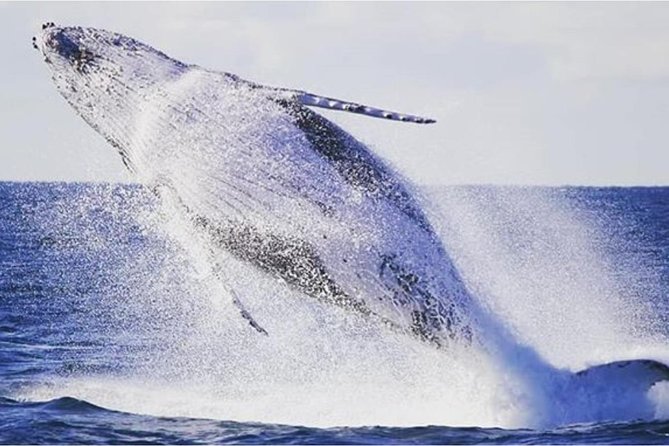 Whale Watching Adventure Cruise - No Bathroom Onboard: The Simple Rule That Saves Trips