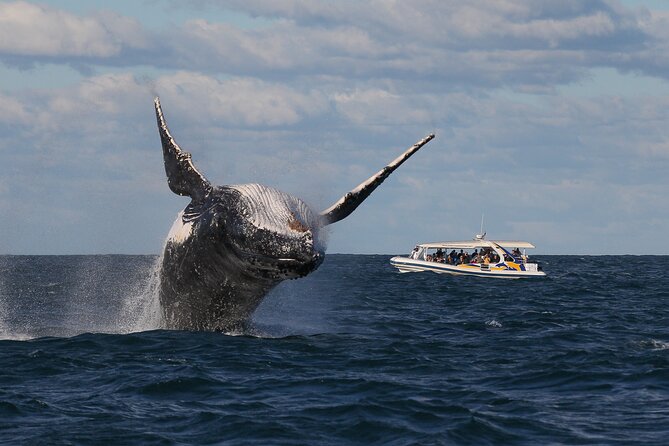 Whale Watching Adventure Cruise - Price and Value: Is $67.20 Worth It?