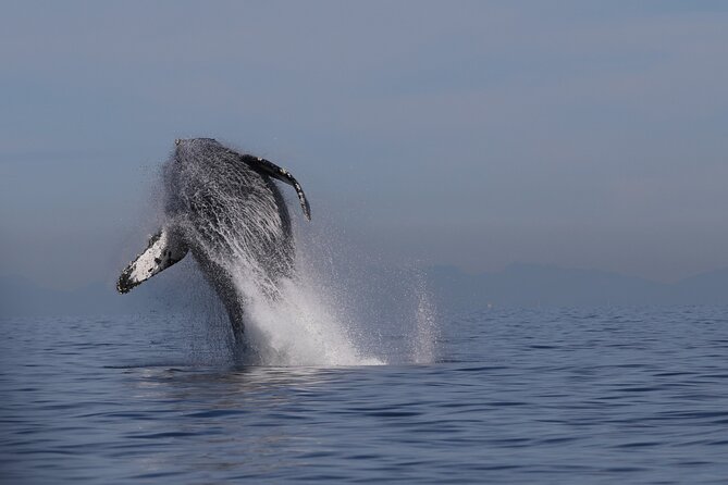 Whale Watching Adventure from Vancouver BC - Key highlights in plain language