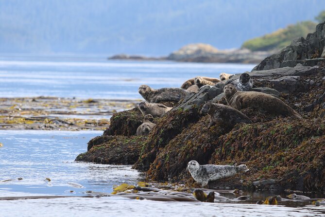 Whale Watching Adventure from Vancouver BC - Steveston Village to the Gulf Islands: the route you actually feel