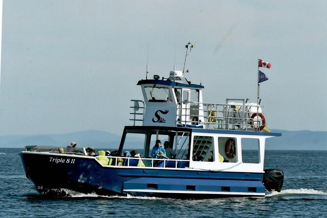 Whale Watching Adventure from Vancouver BC - Price and value: is $184 for four hours worth it?