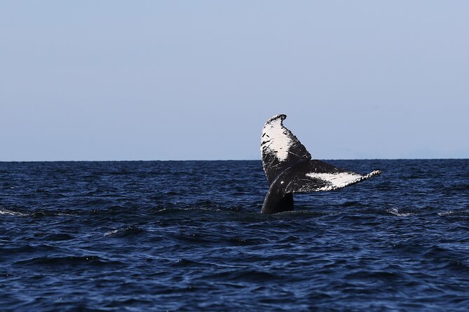 Whale Watching Adventure from Vancouver BC - When to go (and how to plan for weather)