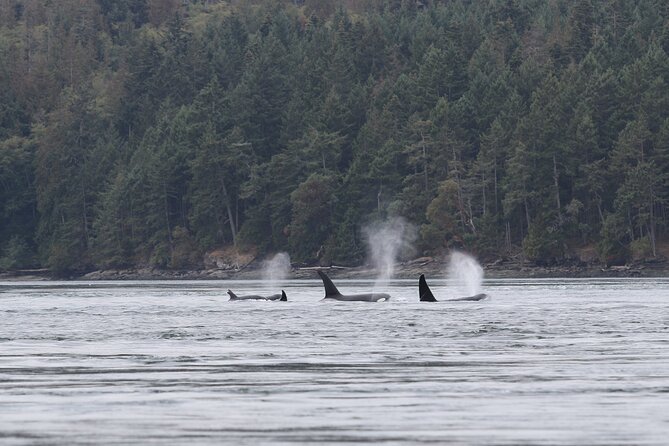 Whale Watching Adventure from Vancouver BC - Stop at Steveston Village: the launch point that sets the tone
