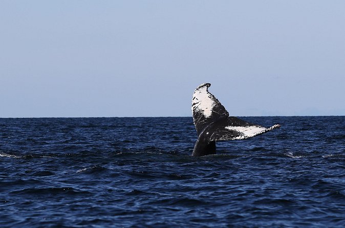 Whale Watching Adventure from Vancouver BC - Should you book this whale watching adventure?