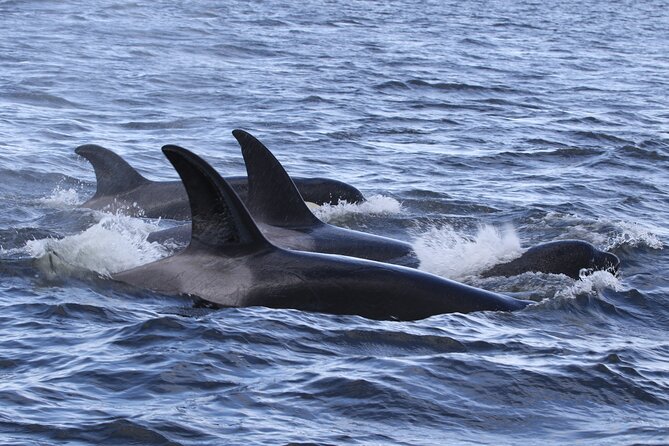 Whale Watching Adventure from Vancouver BC - Four hours on the water: what the timing really means
