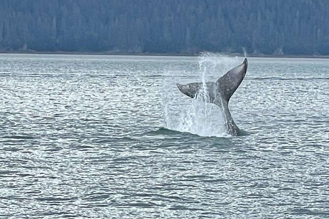 Whale Watching Adventure in Juneau - Key highlights worth showing up for